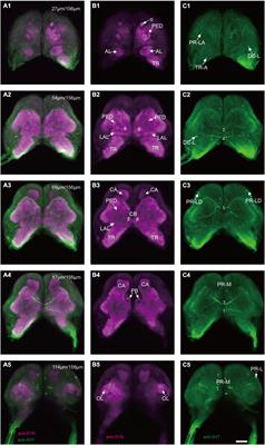 Serotonergic Neurons in the Brain and Gnathal Ganglion of Larval Spodoptera frugiperda